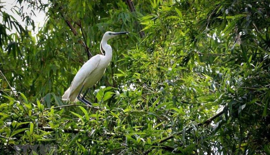 Tra Su Bird Sanctuary